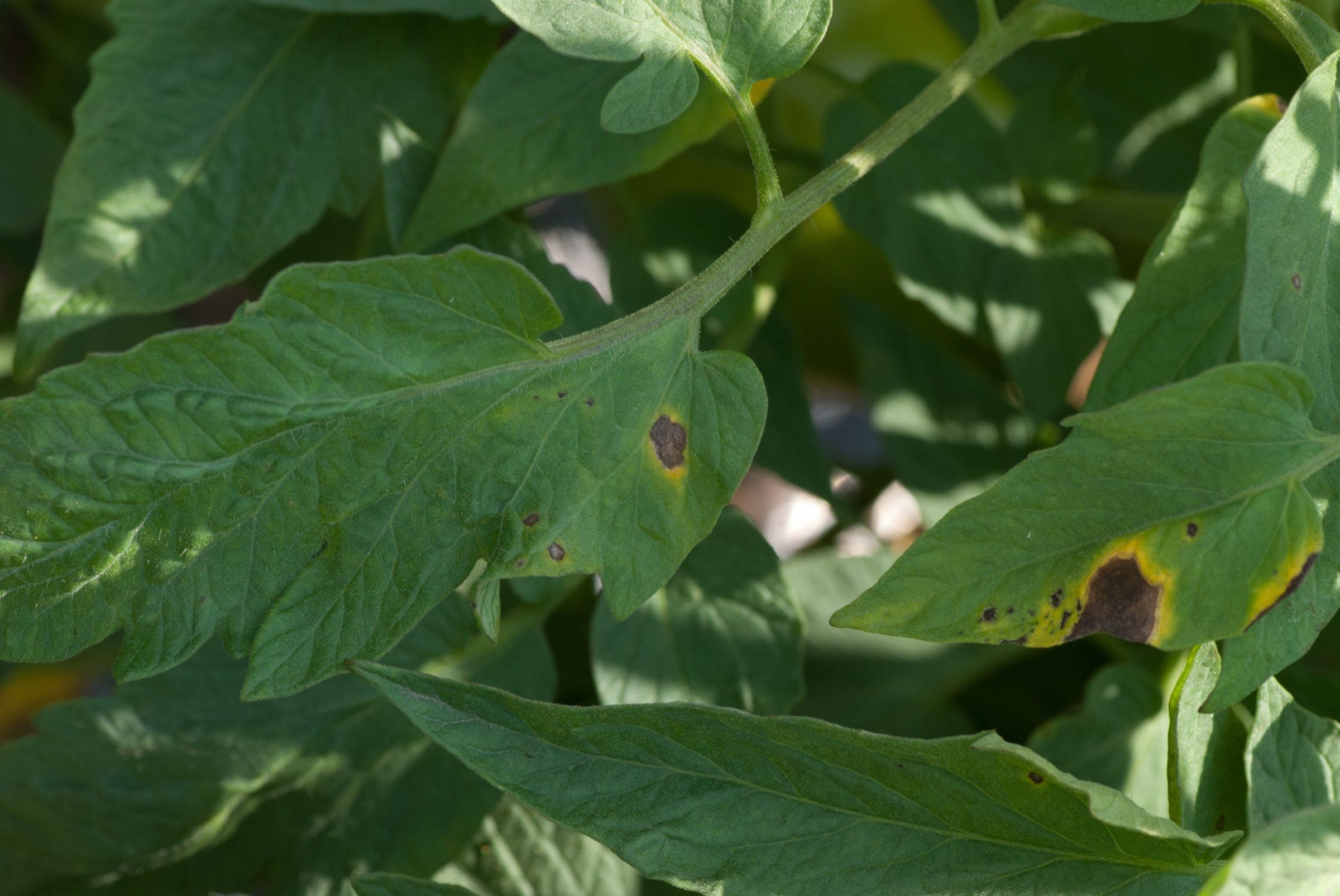 Tomato leaves with early blight: dark lesions with concentric rings and yellow halos